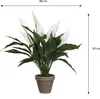 Spathiphyllum - Vert, Blanc Voir les images du produit 6