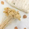 Getrocknete Schafgarbe (Achillea) - Gebleicht Produktbild-Vorschau 2