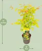 Japanse esdoorn 'Orange Dream', oranje bladkleur. Hoogte: Productafbeelding-voorbeeld 14