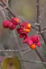 Euonymus europaeus, Pfaffenhütchen, 60–100 cm Produktbild-Vorschau 1