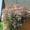 Clematis montana 'Rubens', Berg-Waldrebe, rosa Blüten, Produktbild-Vorschau 11