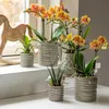 Kolibri Orchids – oranžová orchidej Phalaenopsis – výška 35 Náhled obrázku produktu 2