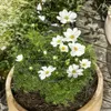 Windhager Blumenstütze mit rundem Gitterteller, 60 cm Höhe, Produktbild-Vorschau 2