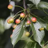 A close-up view of unripe cherries on a branch with green leaves. Produktbild-Vorschau