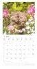 Alpha Edition - Samtpfötchen Kalender 2026 - Wandkalender & Produktbild-Vorschau 10
