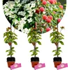 Sada 3 čínskych kornútov – Cornus kousa 'Chinensis' – výška Náhľad obrázku produktu 1