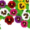 Stiefmütterchen Schweizer Riesen Mischung Samen - Viola Produktbild-Vorschau 5