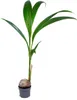 Bloomique - Cocos Nucifera - Palma kokosowa - Rośliny Podgląd zdjęcia produktu 1