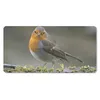 MuchoWow® Mauspad Mousepad Rotkehlchen - Wasser - Moos Produktbild-Vorschau 1