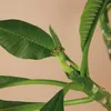 Bloomique - Plumeria Frangipani - Drzewo Świątynne - Podgląd zdjęcia produktu 4