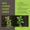 C44 Pflanzenkohle Aktivierungsset | Brennnesselsud + Produktbild-Vorschau 6