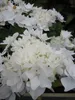 Bauernhortensie Beautensia Coco - Hydrangea beautensia Coco Produktbild-Vorschau 1