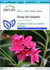 SAFLAX Set regalo - Rosa del deserto - 8 semi - Adenium Anteprima dell’immagine prodotto 1