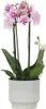 Schmetterlingsorchidee - Phalaenopsis Multiflora - Höhe Produktbild-Vorschau 5