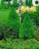 Picea glauca 'Conica', Zuckerhutfichte, kompakt, 20–30 cm Produktbild-Vorschau 13