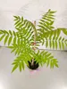Rhus typhina, fluweelboom, hoogte 80 cm, pot van 2 liter Productafbeelding-voorbeeld 3