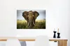 MuchoWow® Poster Elefant - Natur - Gras - Tiere - Produktbild-Vorschau 5