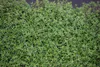 A close-up view of a dense, green plant with small leaves. Produktbild-Vorschau