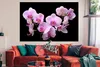 MuchoWow® Poster Orchidee - Blumen - Rosa - Flora 180x120 Produktbild-Vorschau 2