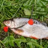 Zeck DB Bait Flag - 20 künstliche Fischflossen Produktbild-Vorschau 4