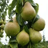 Säulenbirne `Condo´ 150-175cm Birnenbaum Produktbild-Vorschau 2