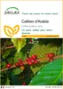 SAFLAX  - Caféier d'Arabie - 8 graines - Coffea Voir les images du produit 1