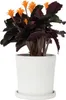 Calathée - Calathea crocata 'Tassmania' - Hauteur 40-50cm - Voir les images du produit 5