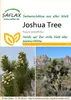 Artikelbild 1 von 'Joshua Tree' aus der Kategorie Exotische Samen Produktbild-Vorschau