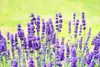 Dufte Momente | Whirlpool Duft 1 Liter Lavendel | mit Produktbild-Vorschau 2