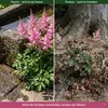 Stauden Gänge 1 x Astilbe arendsii 'Astary Rose' im 0,5 Produktbild-Vorschau 3