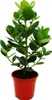 Balsamapfel - Clusia major - ca. 55-65 cm - 17cm Topf - Produktbild-Vorschau 1