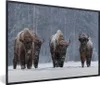 MuchoWow® MuchoWow® Gerahmtes Poster Tiere - Schnee - Produktbild-Vorschau 1