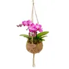 Kokodama Phalaenopsis (L) Náhled obrázku produktu 4