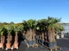 XXXXL 240 cm Trachycarpus fortunei 120 cm Stamm Hanfpalme, Produktbild-Vorschau 6