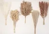 110 Stück Getrocknete Pampasgras Blumen für Dekoration Produktbild-Vorschau 1