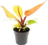 Philodendron Prince of Orange - oranžový strom priate? - Náhľad obrázku produktu 2