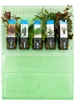 Bloomique - Set de 5 - Plantes d'aquarium véritables - Voir les images du produit 2