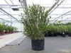 Oleander  100 - 120 cm Busch Nerium Krone Ø50-60cm Produktbild-Vorschau 8