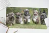 MuchoWow® Mauspad Mousepad Welpen - Hunde - Tiere 60x30 cm Produktbild-Vorschau 5