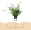 Bambù Fargesia robusta Pingwu, non invasivo, sempreverde, Anteprima dell’immagine prodotto 4