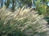 Stauden Gänge 1 x Miscanthus sinensis 'Silberfeder' im 1 Produktbild-Vorschau 4
