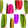 Bilder auf glas - Tulpe Blume Garten Komposition - 70x70cm Produktbild-Vorschau 8