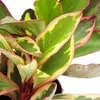 Peperomia clusifolia 'Jewel' - peperomia nana dalle foglie Anteprima dell’immagine prodotto 2