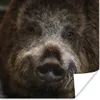 MuchoWow® Poster Wildschwein - Tier - Schwein 100x100 cm - Produktbild-Vorschau 1
