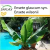 SAFLAX - Veľký snehový banán - Ensete glaucum syn. Ensete Náhľad obrázku produktu 5