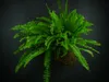 Gardners Kokedama Nephrolepis exaltata (L) Náhled obrázku produktu 2