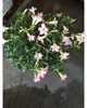 Adenium obesum Rosa- Rose du désert - pot 10,5cm - hauteur Voir les images du produit 2
