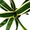 Mini-Bromelien-Set "Nature's Touch" - 4 Pflanzen mit Produktbild-Vorschau 6