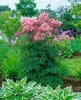 Thalictrum aquilegifolium, Akeleiblättrige Wiesenraute, ca. Produktbild-Vorschau 9