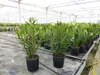 Oleander 90 cm  Busch Nerium Rosenlorbeer Dauerblüher Produktbild-Vorschau 5
